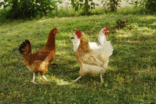 Lucas Biberson et Guillaume Henry, 1-FR-7234087, 2012, logement collectif pour poules.