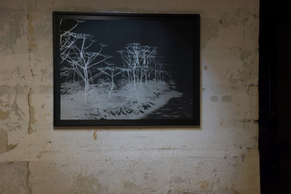 Bertrand Lamarche. The Giant Hogweed Garden, 2014. Courtesy Galerie Jérôme Poggi, Paris.  