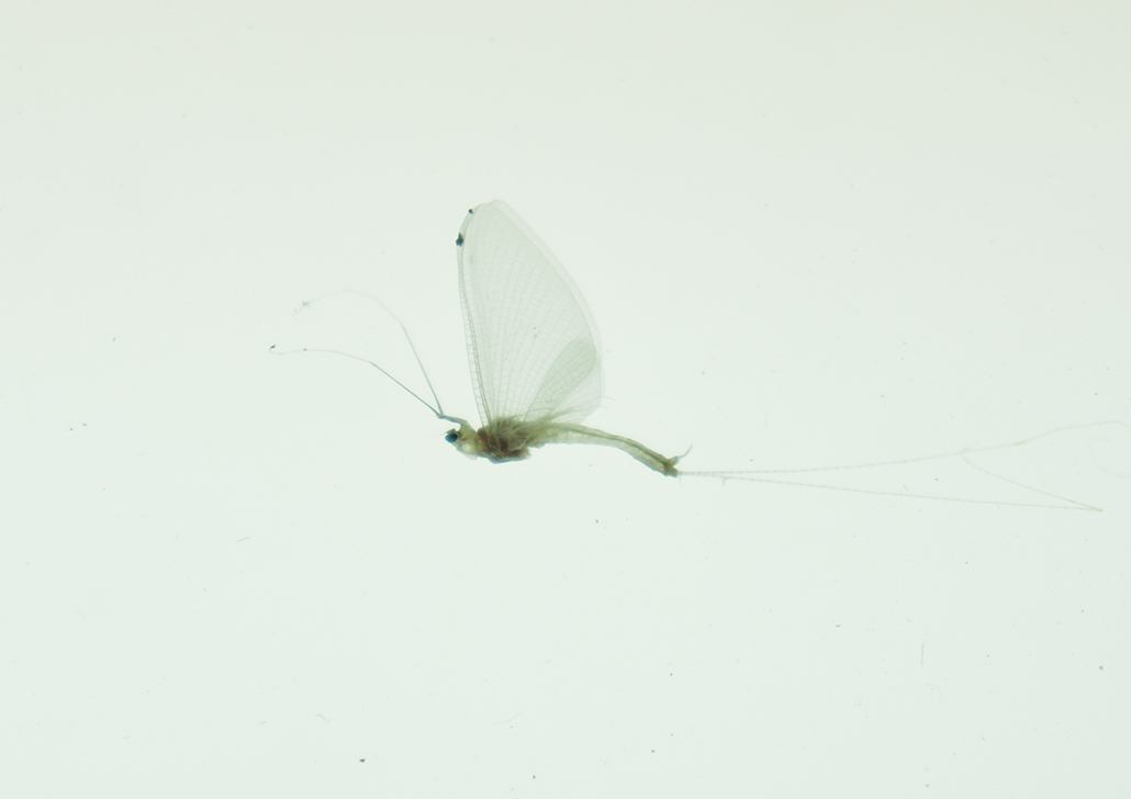 web recto Serio Ludere, Larrieu, une méthode ? Daniel Larrieu