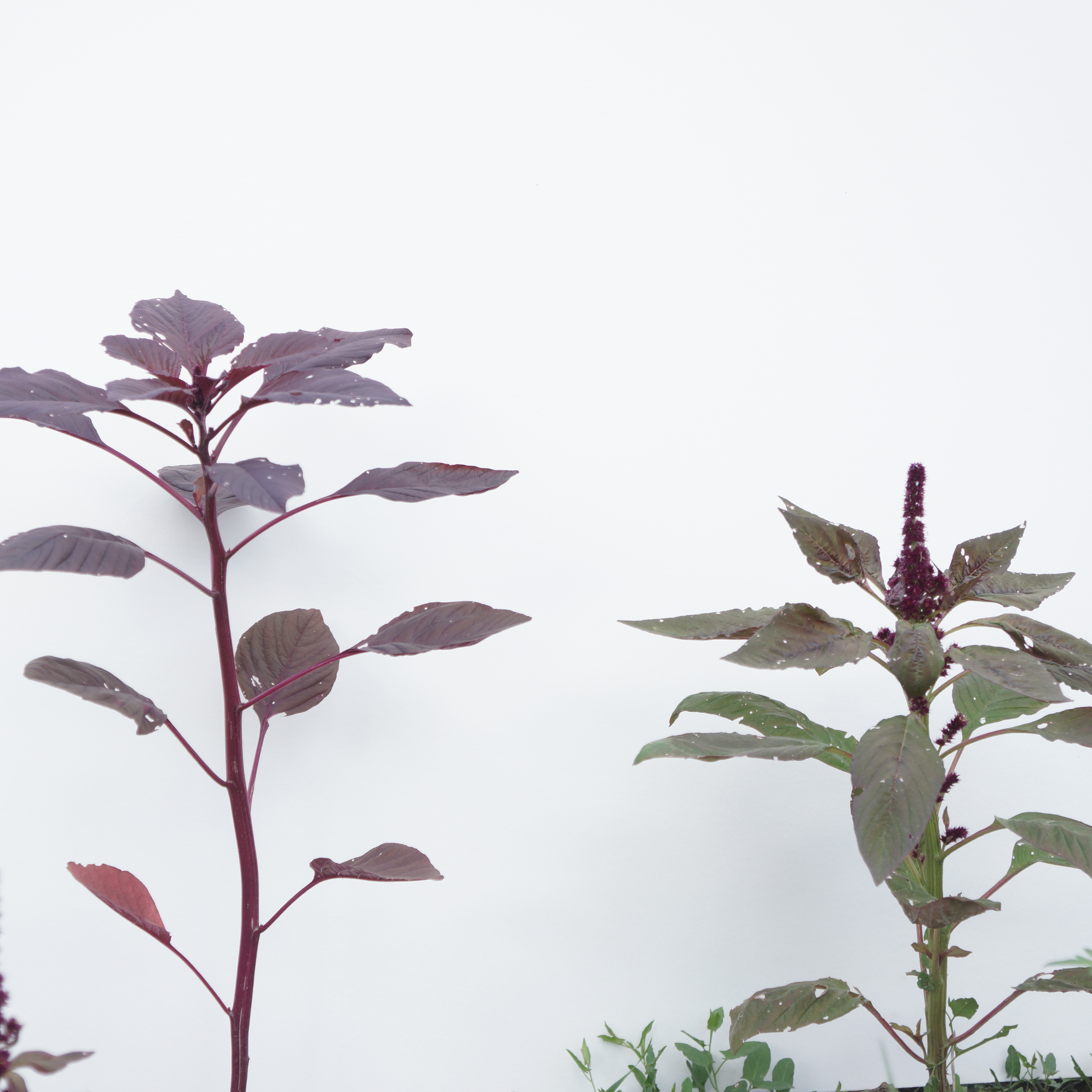 Amarante rouge, Amarante rouge2