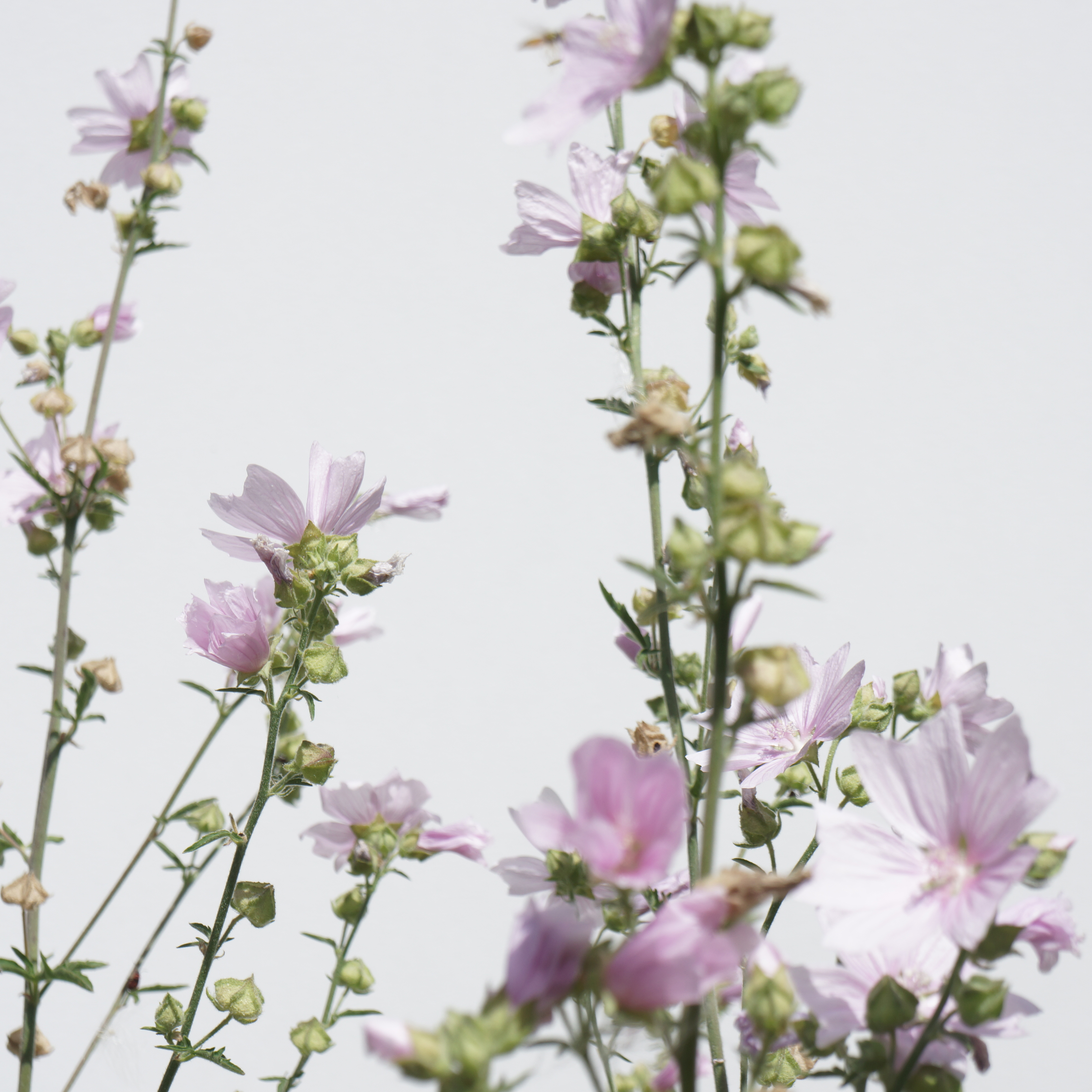 mauve musquée, Malva moschata