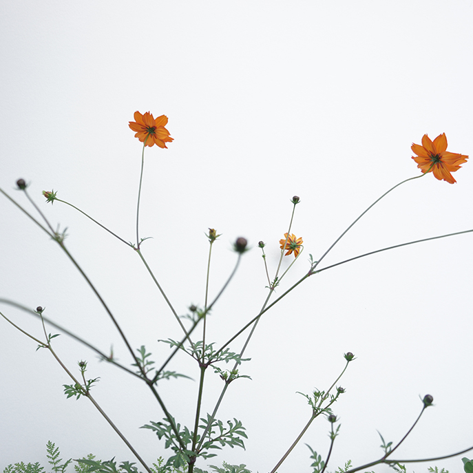 web Cosmos sulfureux, Cosmos sulphureus2.