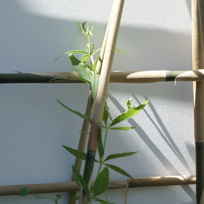 web Garance des teinturiers, Rubia tinctorum2.