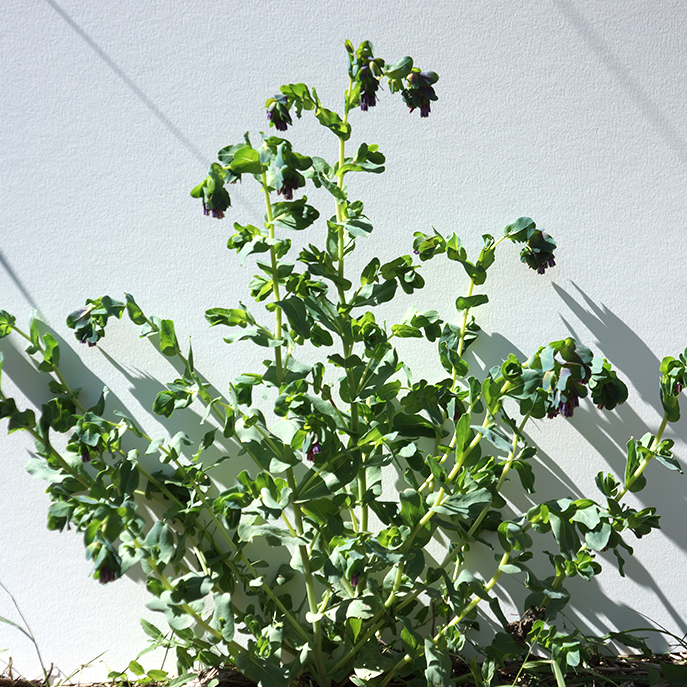 web Grand Mélinet, Cerinthe major purpurescens2.