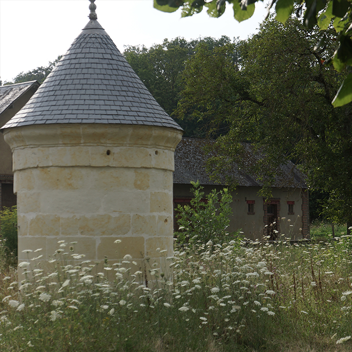 web La carotte sauvage, Daucus carota.