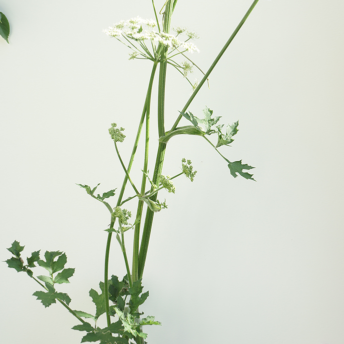 web La grande berce, Heracleum sphondylium.