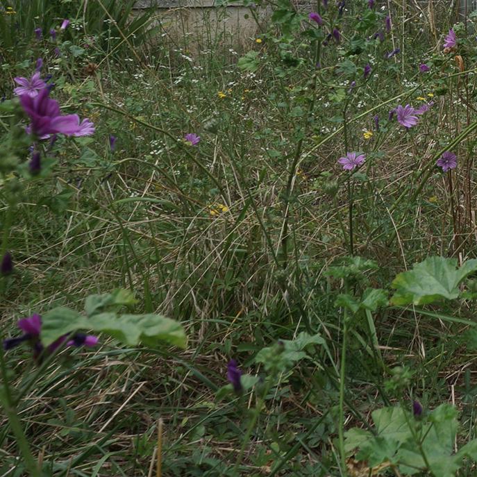 web La mauve, Malva ssp.