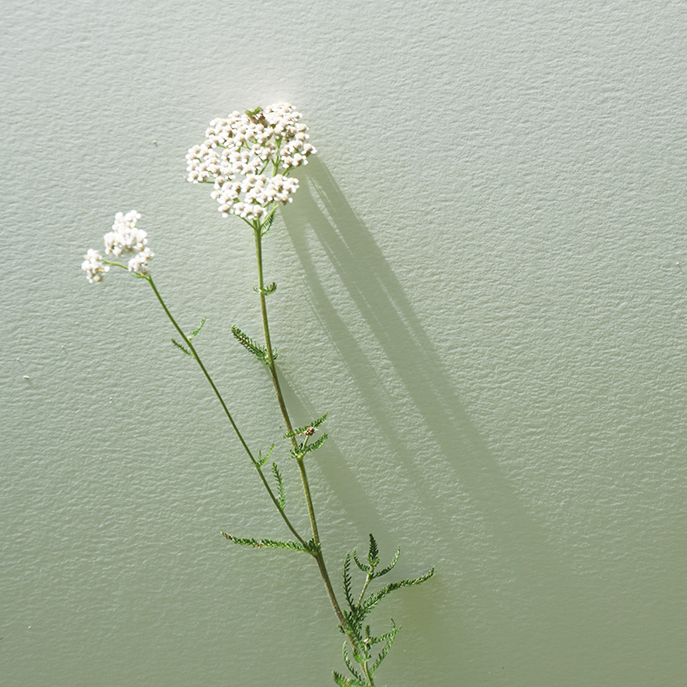 web L’achillée millefeuille, Achillea millefolium.