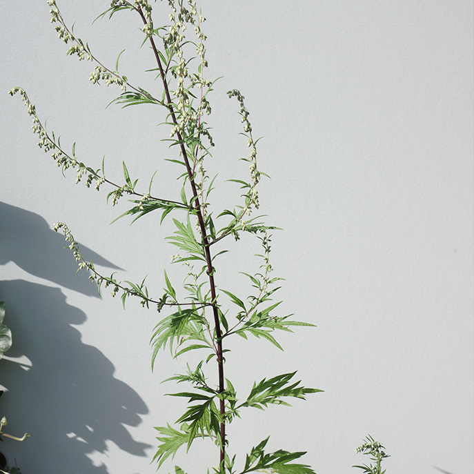 web L’armoise vulgaire, Artemisia vulgaris.