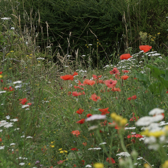 web Le coquelicot, Papaver roheas.