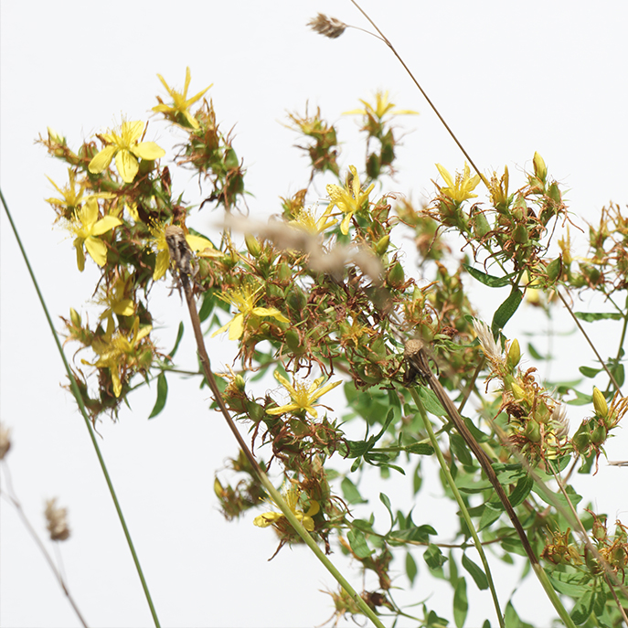 web Le millepertuis, Hypericum perforatum.