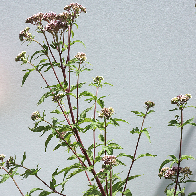 web L’eupatoire chanvrine, Eupatorium cannabinum.