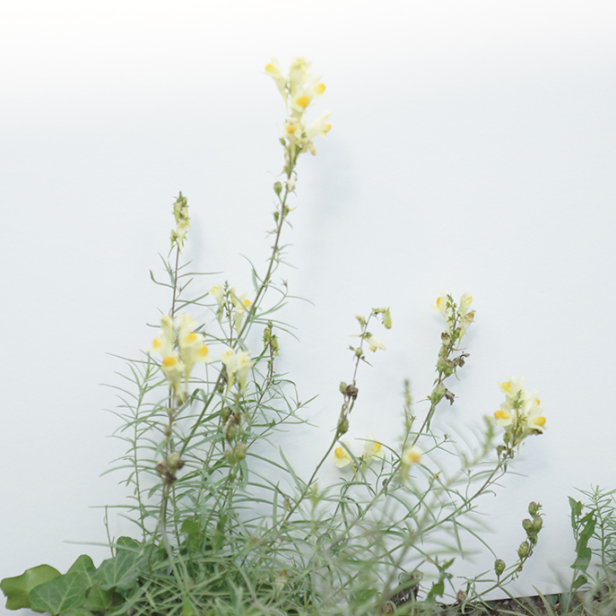 web Lin Sauvage, Linum Angustifolium