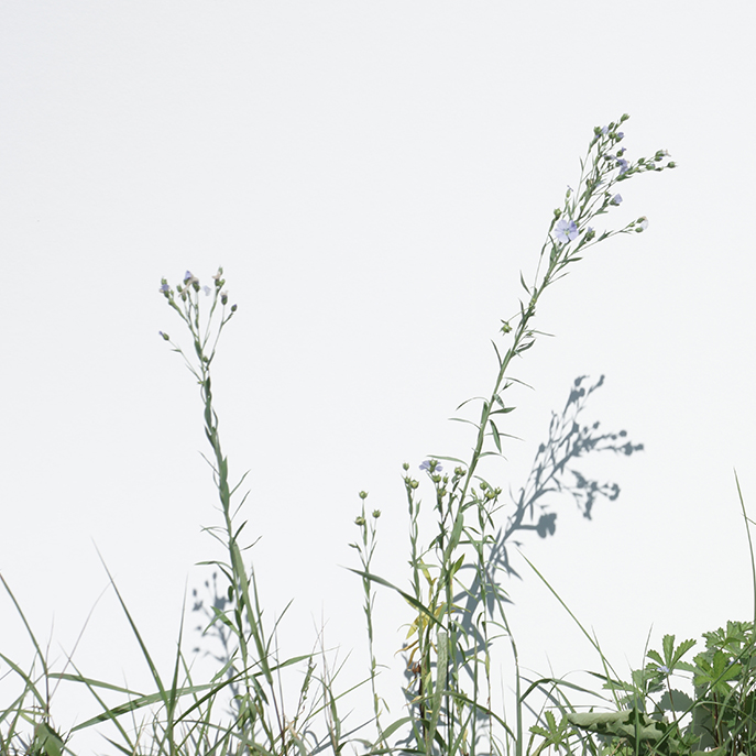 web Lin Textile, Linum usitatissimum2.