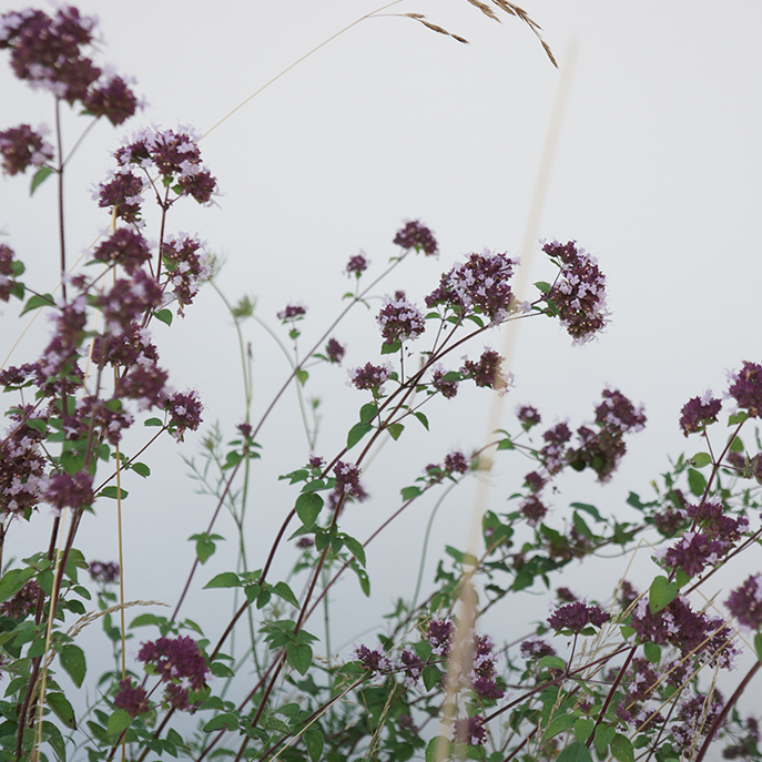 web L’origan sauvage, Origanum vulgare.