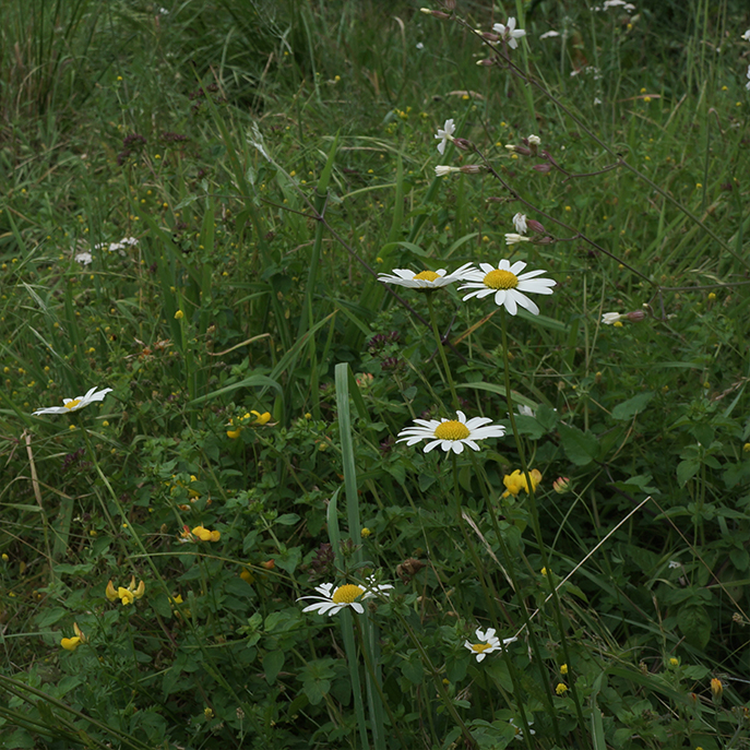 web marguerite, Leucanthemum vulgare
