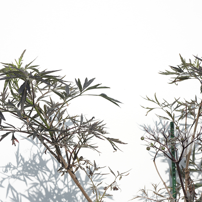 web Sambucus nigra black lace