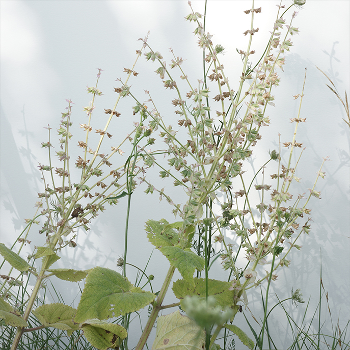 web sauge sclarée, Salvia sclarea
