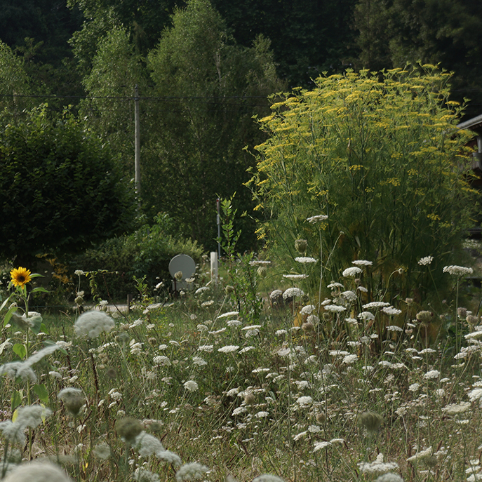 web_Le fenouil aromatique, Foeniculum vulgare.